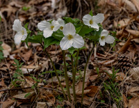 Trilliums boquet