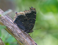Mourning cloak Butterfly, Side view