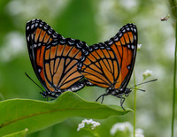 Butterflies and More