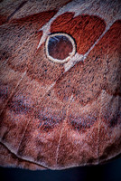 Polyphemus moth underside of wings
