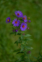 New England Aster