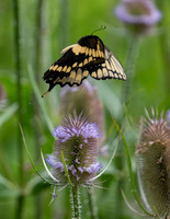 Butterflies and More