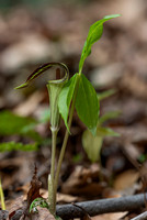 Jack in the Pulpit