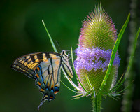 Butterflies and More