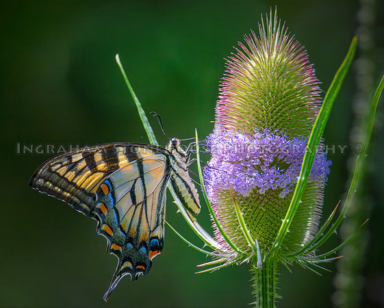 Tiger Swallowtail on Teasel