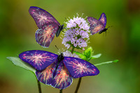 Spangled Butterfly