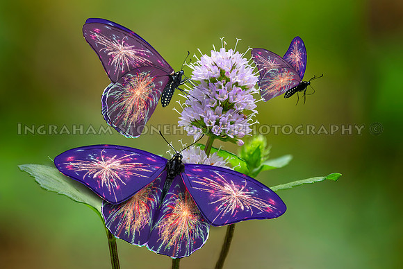 Spangled Butterfly