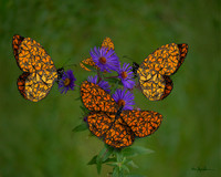 Monarch Dance