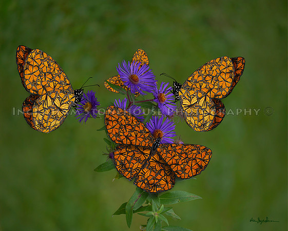 Monarch Dance
