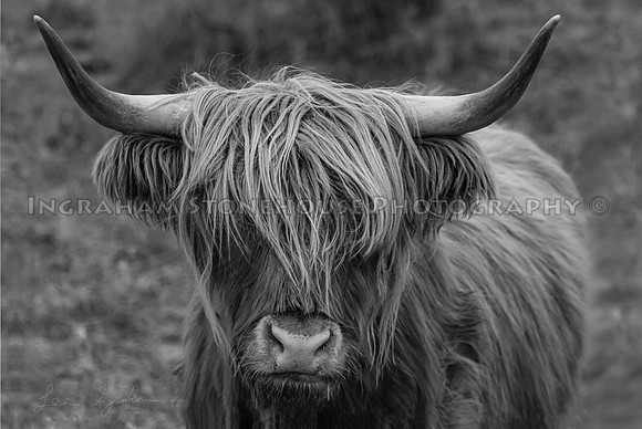 Highlander B&W