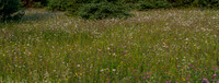 Wild flowers 72-1a