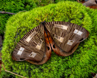 Owl Moth