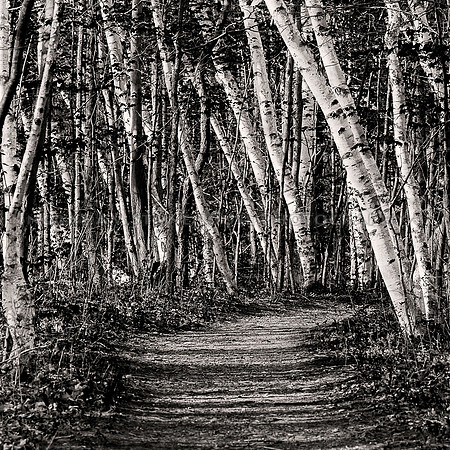 Birch Grove
