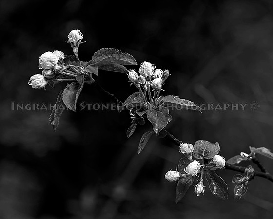 Apple Blossoms