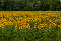 sunflower field20x30
