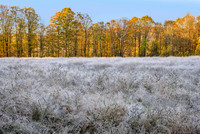 Frost covered field, Central NY