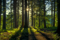 Sunlight through the trees