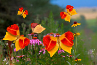 Lilly Butterfly