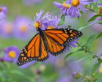 Monarch on Asters