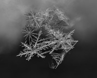 Cluster of Snowflakes