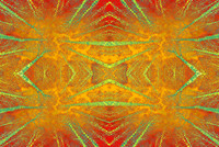Pattern from Trees