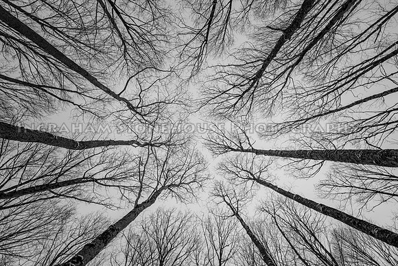 Looking up at Trees B&W