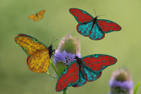 Favilla Butterfly on Teasel