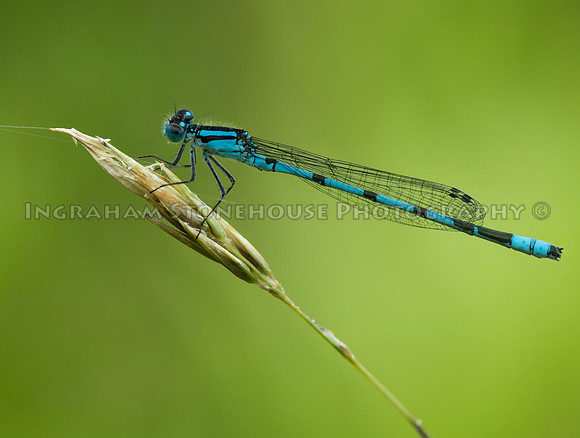 Common Blue Damselfly
