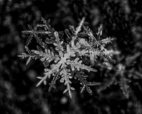 Snow Flakes