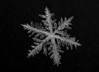 Snow Flake 2