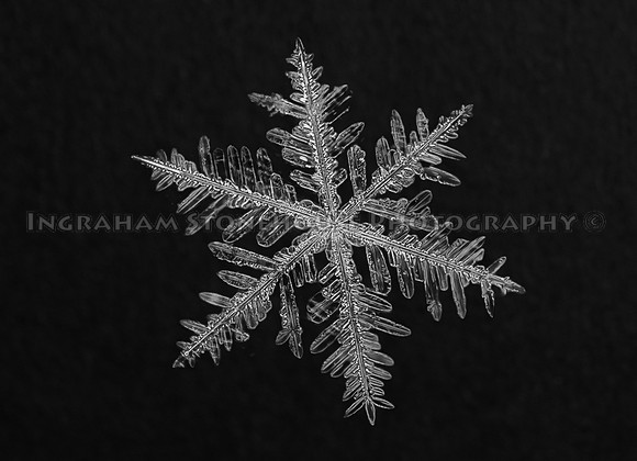 Snow Flake 2