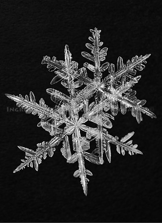 Snow Flake 2
