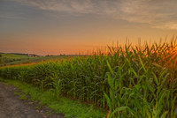 Sunrise Cornfield