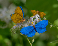 Bigtooth Aspen Butterfly