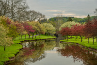 Colgate Blossoms