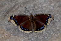 Mourning Cloak Butterfly