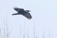 Raven in flight