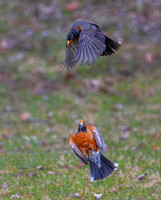 Birds