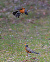 American Robins fighting 2