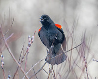 Redwing Blackbird