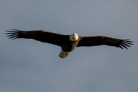 Bald Eagle tilting it's head.