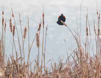Redwing on cattail singing