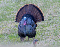 Tom Turkey