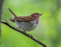 Veery in the forest
