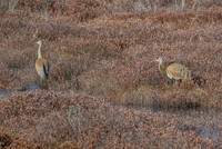 Sandhill Cranes Pharsalia NY 2