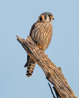 American Kestrel