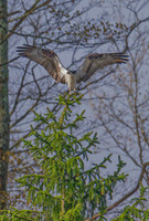 Osprey landing on tree