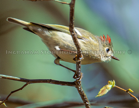 Ruby crowned Kinglet male