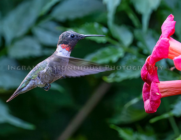 Ruby throated Humming bird trumpet flower