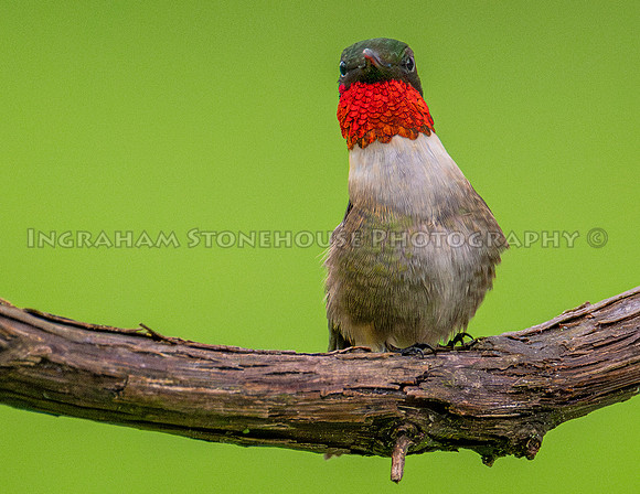 Ruby throated humming bird in red